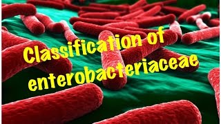 Medical Video Lecture Enterobacteriaceae ClassificationMicrobiology [upl. by Ailak860]