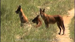 Did all dogs originate from the Dhole or Wild Dog species [upl. by Chamberlin]