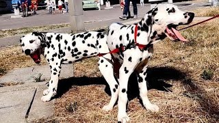 Сладкая парочка Щенки Далматина 💖 Sweet couple Puppies Dalmatian [upl. by Donovan918]