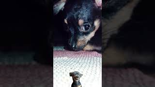 Dog Crying Pinscher pinscherminiatura [upl. by Candide]