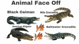 Black Caiman vs Nile Crocodile and American Alligator vs Saltwater Crocodile [upl. by Candyce]