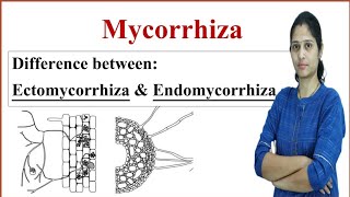 Mycorrhiza  Difference between Endomycorrhiza and Ectomycorrhiza [upl. by Tenney813]