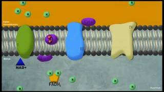 Phosphorylation oxydative [upl. by Moria]