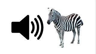 Zebra  Sound Effect  ProSounds [upl. by Ramas]