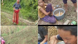 Agreeculture Millet planting situation local para lungthung ma [upl. by Blondie]