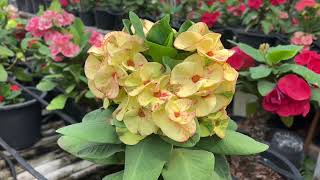 Winter Blooming Desert Flower in Garden [upl. by Templeton]