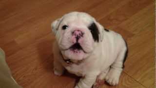 Bentley the Bulldog Puppy is fussy [upl. by Dong530]