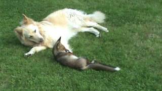 The reallife fox and hound Dogs play with fox cub [upl. by Yremrej]