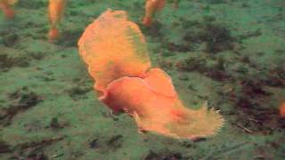 Tritonia diomedea escape swim behaviour [upl. by Jethro]