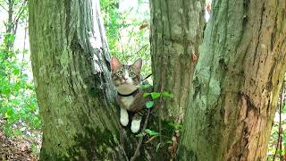 Brave Hiking Cat Climbs on a Tree [upl. by Hiett]