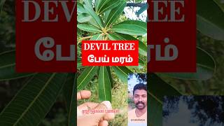 பேய் மரம் DEVIL TREE  7 இலை பாலை மரம்ALSTONIA SCHOLARIS TREE shortsfeed shorts nature tree [upl. by Glovsky]