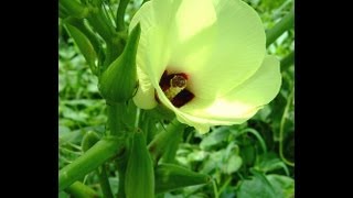 Okra Fertilizing amp Mulching [upl. by Steven]