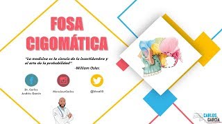 Anatomía  Fosa Infratemporal Paredes Contenido Comunicaciones [upl. by Einram]