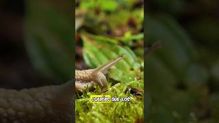 ¡TURBO El caracol que hizo historia caracol molusco gasterópodo fauna naturaleza animal [upl. by Warms]