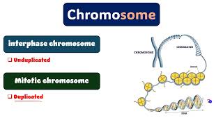 Cytogenetics revision part 1 دمحمود الحسيني [upl. by Kcor]