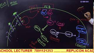 CELL SIGNALING PART 3 II GPCR REGULATION II RTK SIGNALING II CSIR NET LIFE SCIENCE [upl. by Ninos80]