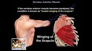 Serratus Anterior Muscle  Everything You Need To Know  Dr Nabil Ebraheim [upl. by Kemp]