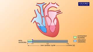 Animation E1 32 The cardiac cycle [upl. by Zamora526]