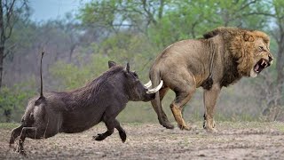 OMG The God Help Mother Warthog Fights Madly And Knocks Down Lions To Save Her Baby  Wild Pig [upl. by Fatsug]