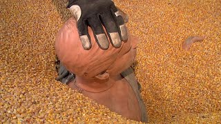 AgweekTV Grain bin Safety [upl. by Hyo]