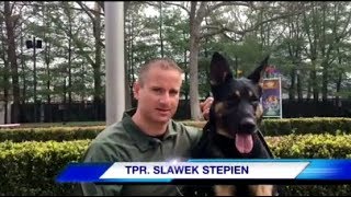 Meet K9 Mega  NJ State Polices first electronic storage detection K9 [upl. by Brandwein560]