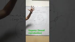 Oogamy Sexual reproduction [upl. by Ienttirb]