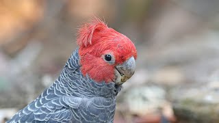 Cockatoos of Australia [upl. by Brooke]