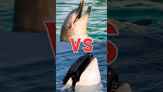 Delfino vs Orca Le Differenze Svelate delfino orca shorts [upl. by Mateya253]