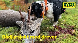 Rådjursjakt med drever Premiär för Aimpoint S2 [upl. by Arrekahs]