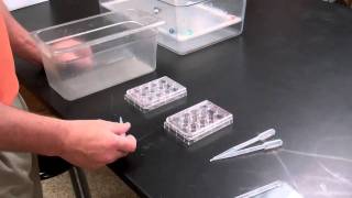 zebrafish breeding method [upl. by Sire]