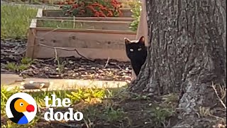 Interior Design Couple Builds Stray Cat A Winter Home  The Dodo [upl. by Sybilla]