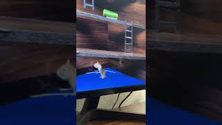 Fascinating Mice cats cats101 smallyoutubersupport catcuriosity [upl. by Nivar]