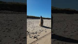 A LEONBERGER ENJOYING LIFE dog leonberger beach [upl. by Jehias]