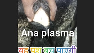 treatment of Anaplasma in cow amp buffalo treatment of jaundice treatment of theleriosi treatment o [upl. by Eolcin675]