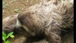 Sloth Sanctuary  Costa Rica [upl. by Siuqram90]