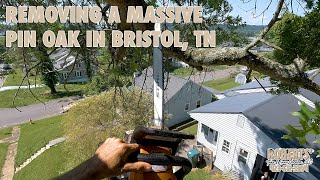 Removing a MASSIVE Pin Oak [upl. by Rosemary]