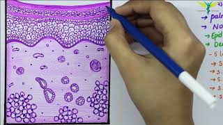 Histology of Thick SkinGlabrous skin [upl. by Anirpas]