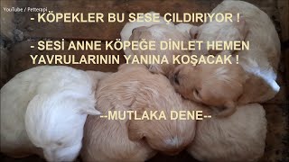 Bebek Köpek Sesi Anne Köpek Çağırma Sesi Yavru Köpek Sesi köpeksesi yavruköpek [upl. by Enileuqcaj]