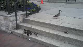 Ducklings vs Stairs [upl. by Neral]