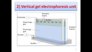 Vertical Gel Electrophoresis and SDS PAGE [upl. by Enyawed]