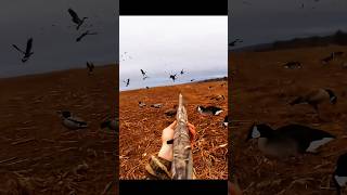 Waterfowl season goose hunting birdhunting goosehunting hunting youtubeshorts [upl. by Lamp]