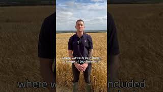 What trials have we got at our Yorkshire Crop Nutrition Hub [upl. by Mavra]