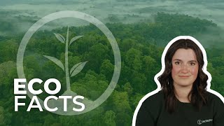 Why Should We Protect The Rainforests  Eco Facts  One Tree Planted [upl. by Tennos]