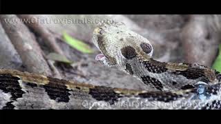 Rattlesnake Feeding 02 Footage [upl. by Witte116]