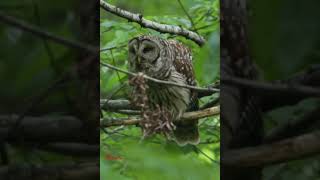 Barred owl callbirds birdsoundsbirdslovermamatv8542 [upl. by Erroll298]