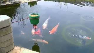 On demand  DIY CHEAP KOI fish feeder [upl. by Notxarb]