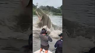 Giant Catfish Caught by Angler 🦭🐟🐲🐙 giantcreature derpseafishing [upl. by Stillas]