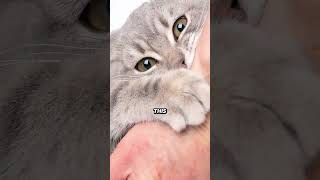 The Painful Secret Behind Declawing [upl. by Mycah408]