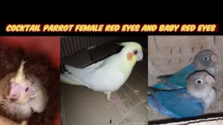 cocktail parrot red eye aur baby red eye han 😏 [upl. by Amelina152]