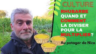 Tout sur la culture de la rhubarbe🌴 tuto multipliez la facilement comment et quand [upl. by Philipson]